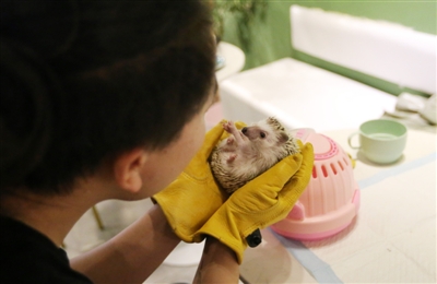 撸羊驼、撸刺猬…宠咖各出奇招 新奇消退之后呢?