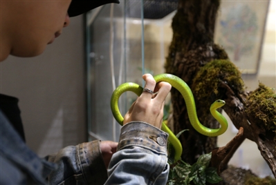 撸羊驼、撸刺猬…宠咖各出奇招 新奇消退之后呢?