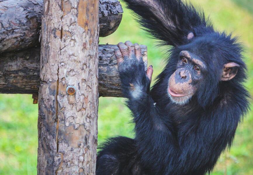“龙凤胎”白狮满月超萌亮相 黑猩猩“巧克力”欢乐庆生
