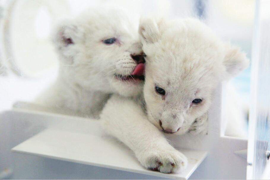 “龙凤胎”白狮满月超萌亮相 黑猩猩“巧克力”欢乐庆生