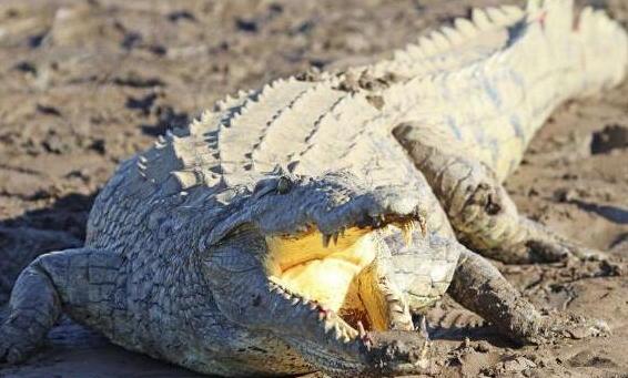 11岁女孩为救同伴徒手勇斗鳄鱼 不断抠它眼珠子最终脱险