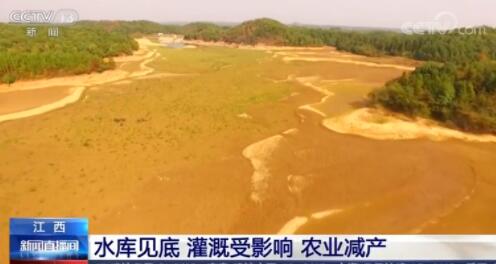 江西水库见底怎么回事?部分水稻干瘪无米粒,已经枯死