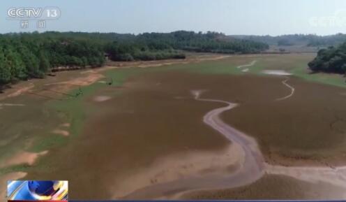 江西水库见底怎么回事?部分水稻干瘪无米粒,已经枯死