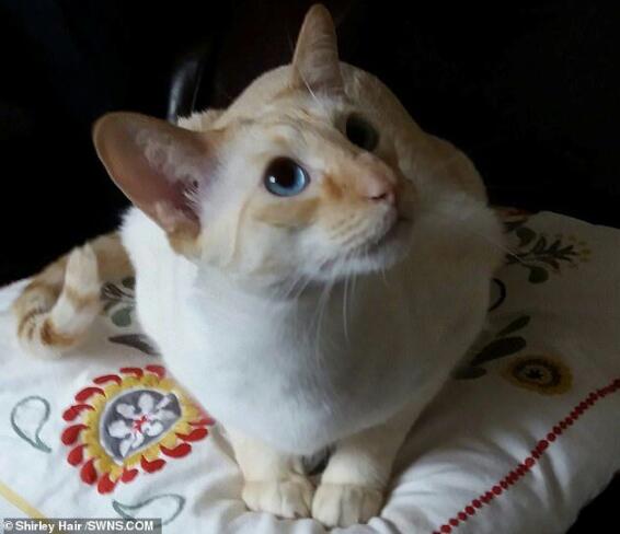 撸猫需谨慎!65岁英国奶奶被猫咪抓伤 引发败血性休克险丧命