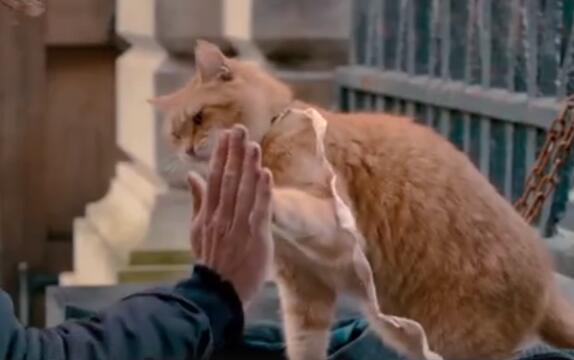 《流浪猫鲍勃》拍续集《鲍勃的礼物》 又可以云吸猫了？