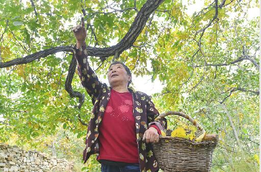 南山核桃周日进城 12处义卖点敲定！有热心市民一下就预订100箱