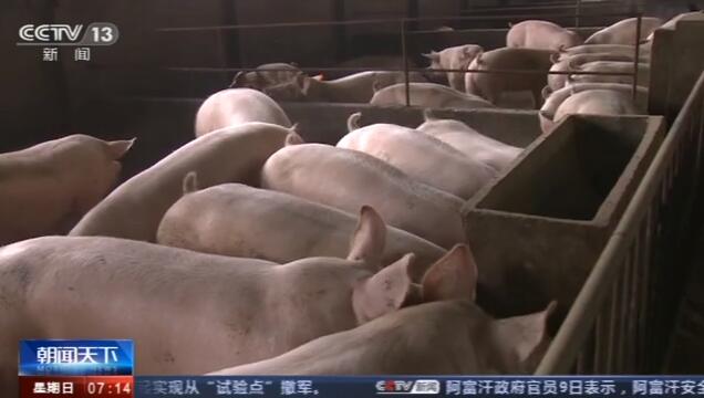 生猪生产扶持政策效果追踪：养殖户信心提升 存栏量持续增加