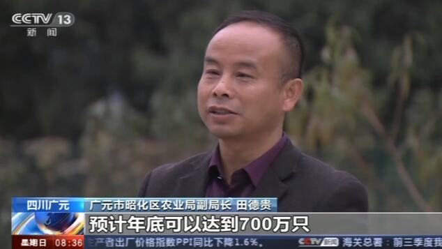 生猪生产扶持政策效果追踪：养殖户信心提升 存栏量持续增加