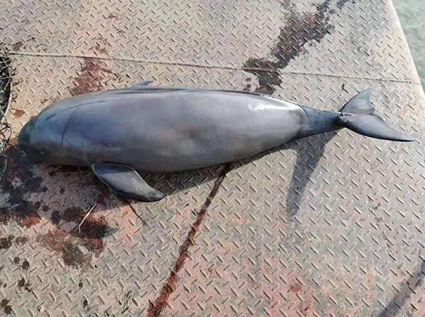 长江现死亡江豚怎么回事 什么仇什么怨竟会下此狠手？