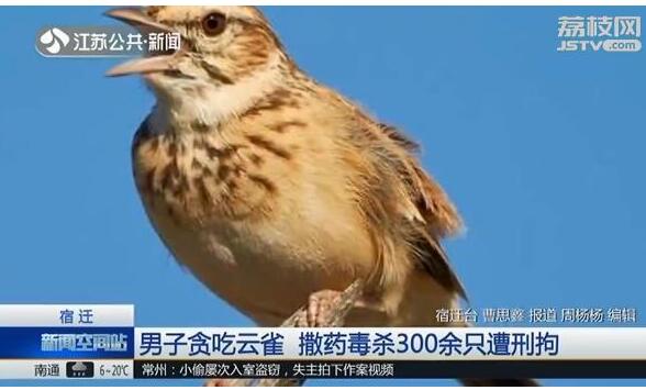 守卫百灵鸟!毒杀云雀被刑拘 云雀冬季迁徙之路坎坷不断