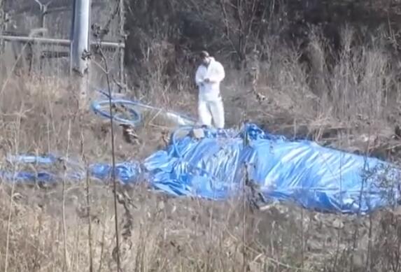 韩国宰5万头猪怎么回事?韩国宰5万头猪真相是什么?