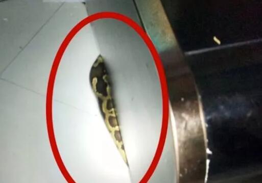 惊呆!40斤巨蟒藏身10年怎么回事?终于真相了,原来是这样!