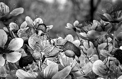 我国科研人员研究发现一亿年前琥珀花蚤为花传粉