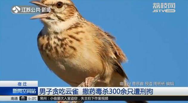 必须严惩！男子毒杀300余只云雀被刑拘 竟然只为口腹之欲？