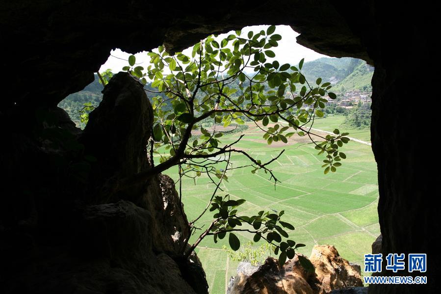 科学家成功从190万年前巨猿化石提取到遗传物质