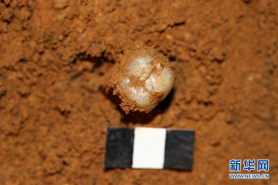 科学家成功从190万年前巨猿化石提取到遗传物质