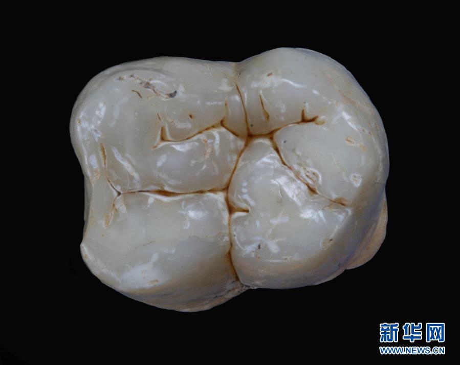 科学家成功从190万年前巨猿化石提取到遗传物质