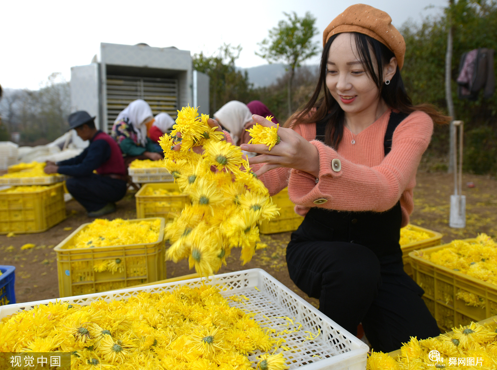 山东威海：金丝菊香飘致富路
