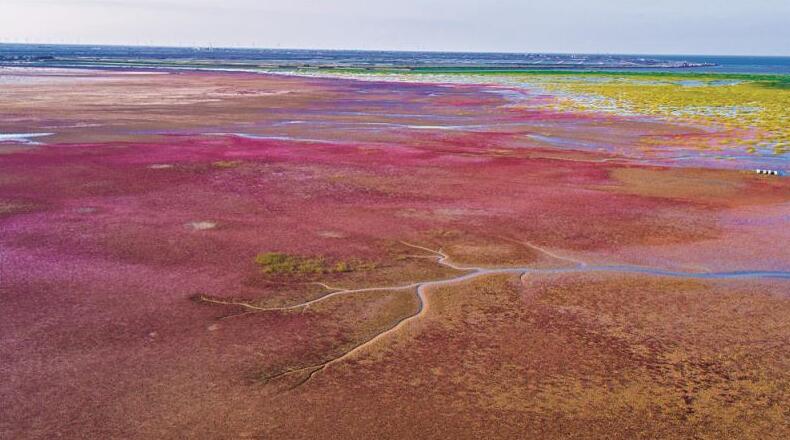 “黄河入海 我们回家” 绘就绿色发展新画卷