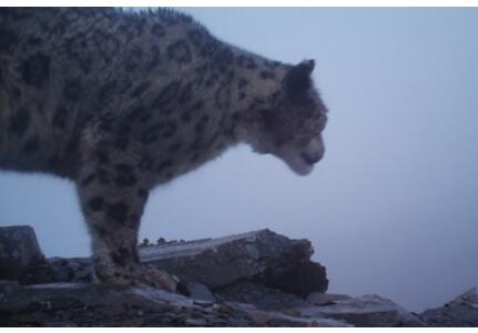 终于出现了！四姑娘山野生雪豹露真容 对镜头梦一顿自拍