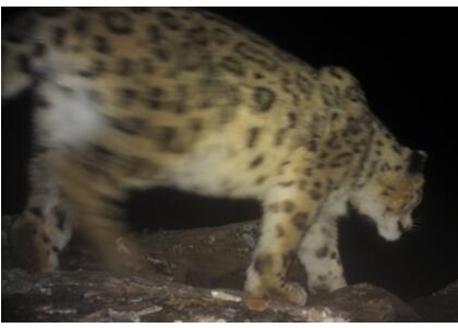 终于出现了！四姑娘山野生雪豹露真容 对镜头梦一顿自拍