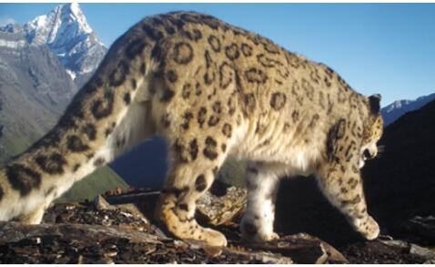 终于出现了！四姑娘山野生雪豹露真容 对镜头梦一顿自拍