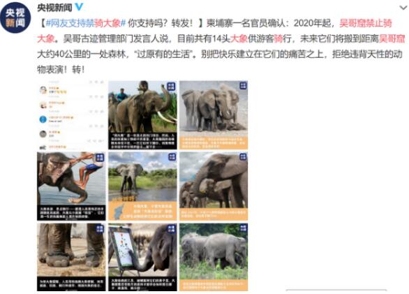 柬埔寨一名官员确认2020年起吴哥窟禁止骑大象,网友:必须支持