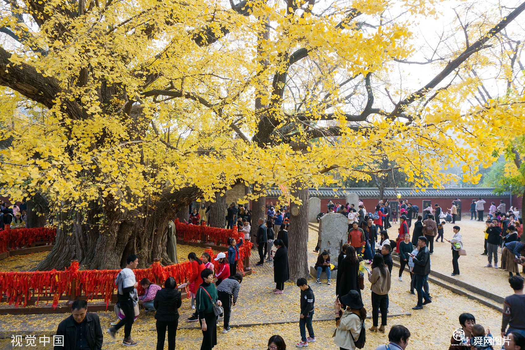 山东日照：千年银杏满树金黄 迎来最佳观赏期