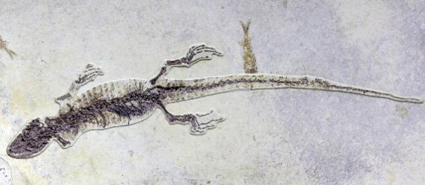 蜥蜴也爱吃麻小？一亿年前地球就已存在“麻小“爱好者