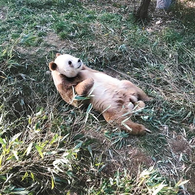 全球唯一圈养棕色大熊猫被熊猫国际组织终生认养