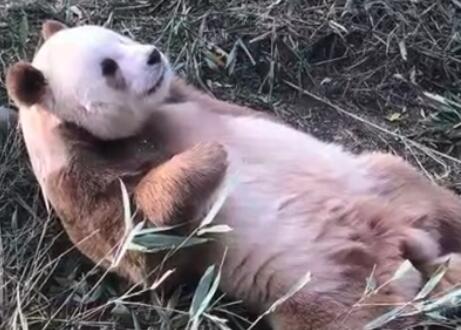 棕色大熊猫被认养 10岁
