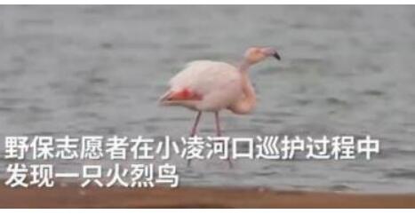 蠢萌！火烈鸟可能迷路了将在东北越冬 火烈鸟智商比较低被吐槽