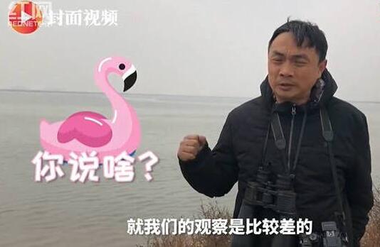 蠢萌！火烈鸟可能迷路了将在东北越冬 火烈鸟智商比较低被吐槽