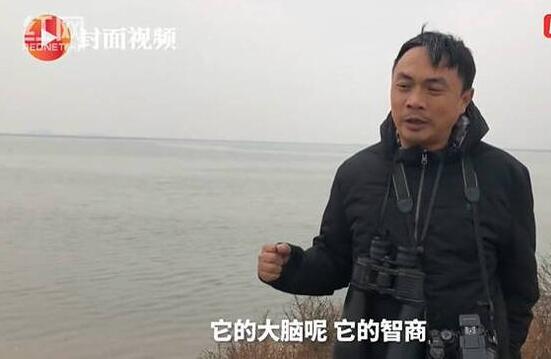 蠢萌！火烈鸟可能迷路了将在东北越冬 火烈鸟智商比较低被吐槽