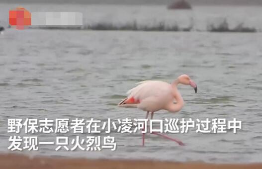 智商捉急！火烈鸟可能迷路了是什么操作？寒冬腊月空降东北