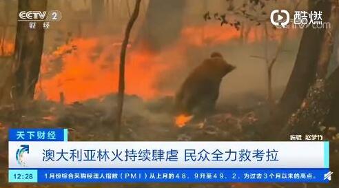 上千只考拉葬身火海！考拉80%栖息地被毁，或面临功能性灭绝