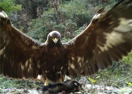 过儿姑姑隐居神农架？神农架1.2米金雕脚踩猪獾