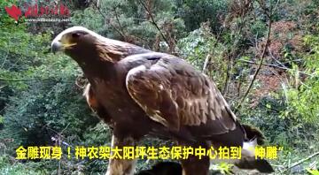 过儿姑姑隐居神农架？神农架1.2米金雕脚踩猪獾