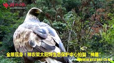 过儿姑姑隐居神农架？神农架1.2米金雕脚踩猪獾