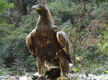 神农架1.2米金雕现身了！确认过眼神，这莫不是杨大侠的神雕？