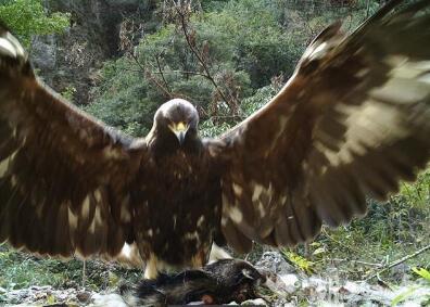 神农架1.2米金雕现身了！确认过眼神，这莫不是杨大侠的神雕？