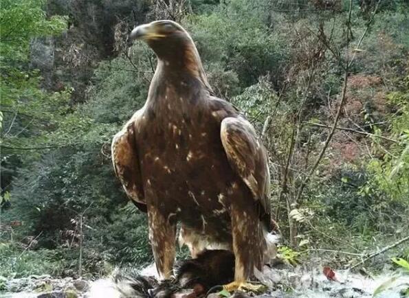 “雕兄”驾到！神农架1.2米金雕霸气威武 真的不是杨大侠那只？