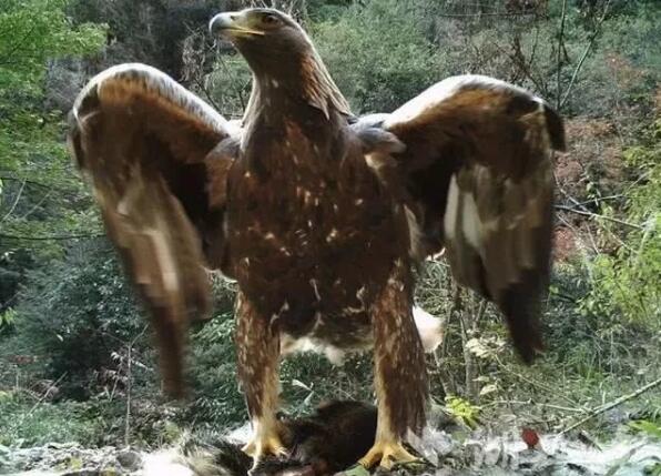 “雕兄”驾到！神农架1.2米金雕霸气威武 真的不是杨大侠那只？