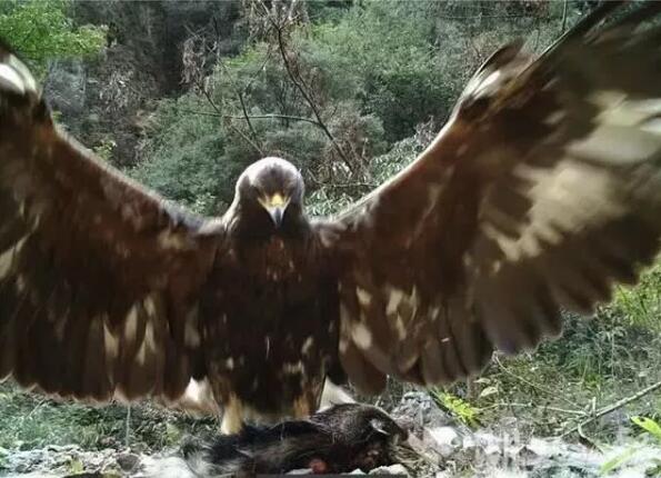 “雕兄”驾到！神农架1.2米金雕霸气威武 真的不是杨大侠那只？