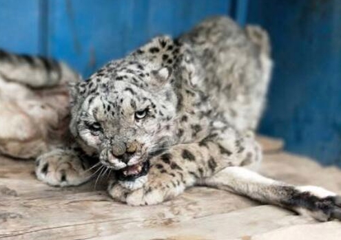 又心疼又好笑!四川石渠雪豹打架受伤 两只雪豹打架原因竟是为了...