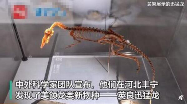中外科学家团队发现恐龙新物种 网友：能当宠物养吗？