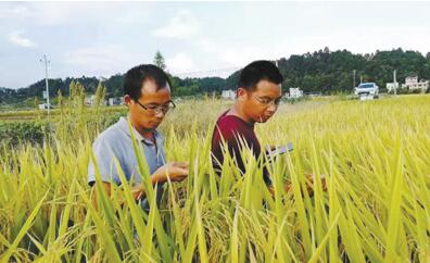 他虽然只有34岁 却已在袁隆平身边种了10年水稻