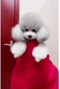 画风鬼畜！西安男版不倒翁被冷落：有点孤独