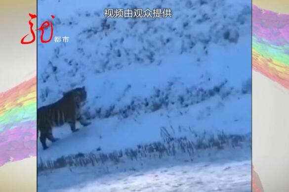 好大一只！黑龙江网友拍到疑似东北虎在公路边溜达！