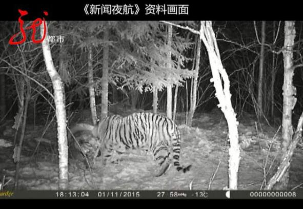 好大一只！黑龙江网友拍到疑似东北虎在公路边溜达！